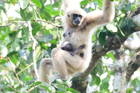 Image de Gibbon Lar