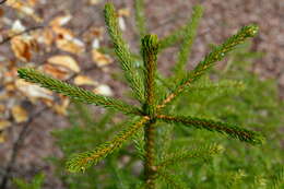 Image of Caucasian Spruce