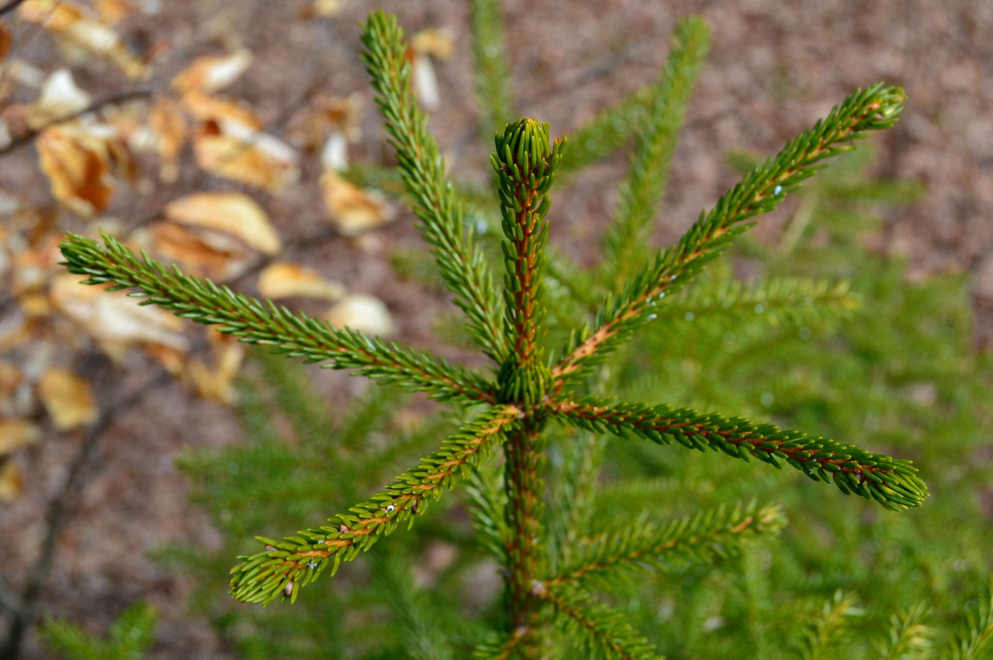 Image of Caucasian Spruce