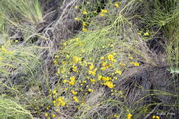 Image of Senna pachyrrhiza var. pendula