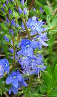 Image of Veronica satureiifolia Poit. & Turp.