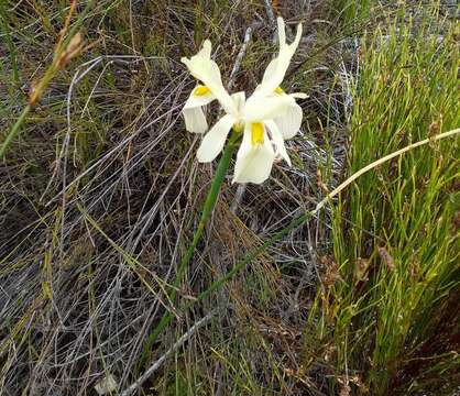 Image of Moraea angusta (Thunb.) Ker Gawl.