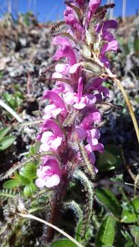 Imagem de Pedicularis langsdorffii Fisch. ex Stev.