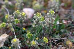 Слика од Alyssum hirsutum M. Bieb.