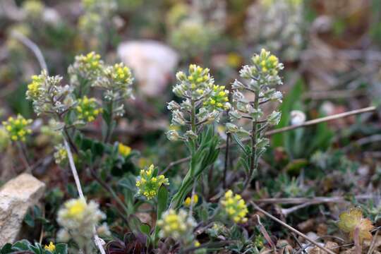 Image of Alyssum hirsutum M. Bieb.