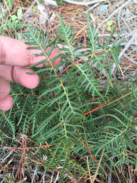 Image of Pteridium esculentum (G. Forst.) Nakai