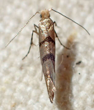 Image of Argyresthia franciscella Busck 1915