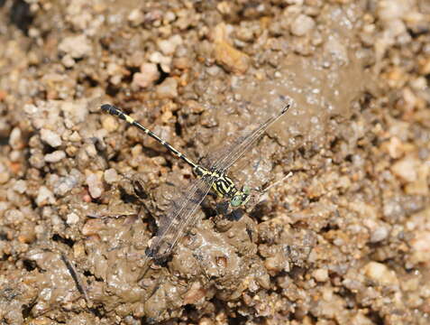 Image of Austrogomphus cornutus Watson 1991