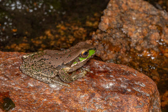 Image of Glandular Frog