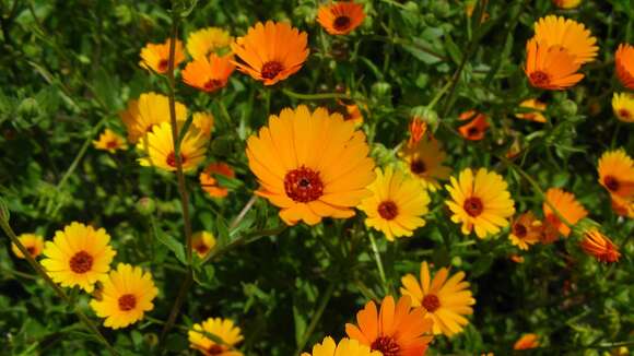 Image of Calendula stellata Cav.