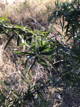 Plancia ëd Dolichandrone alternifolia (R. Br.) Seem.