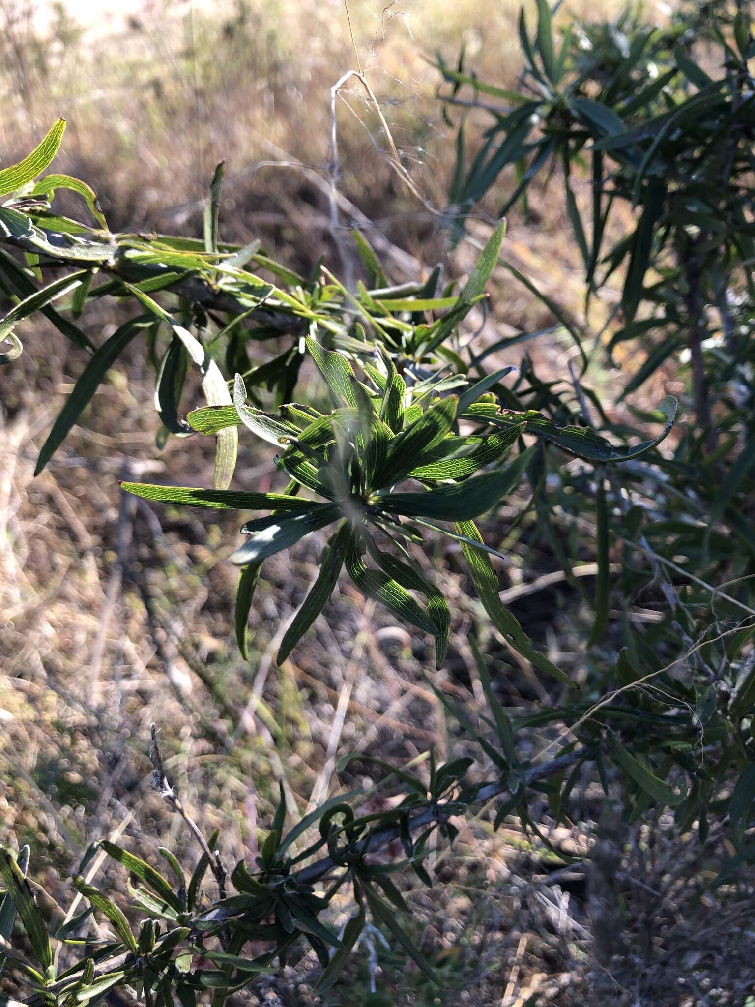 Image of Dolichandrone alternifolia (R. Br.) Seem.