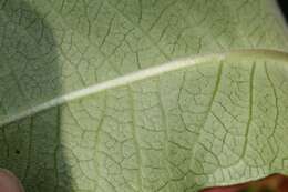 Image of mahogany milkweed