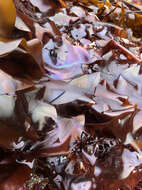 Image of Iridescent Seaweed