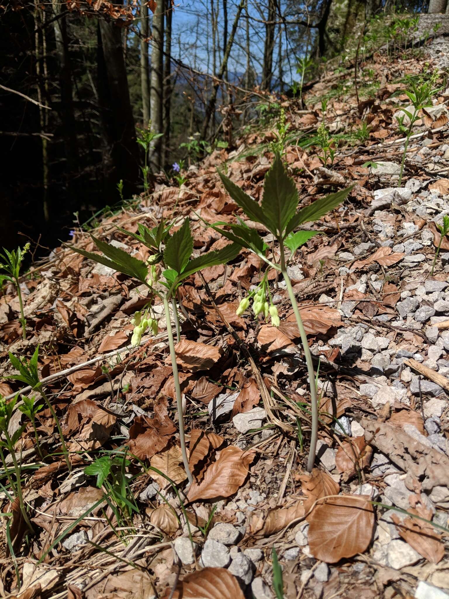 Image of Cardamine enneaphyllos (L.) Crantz