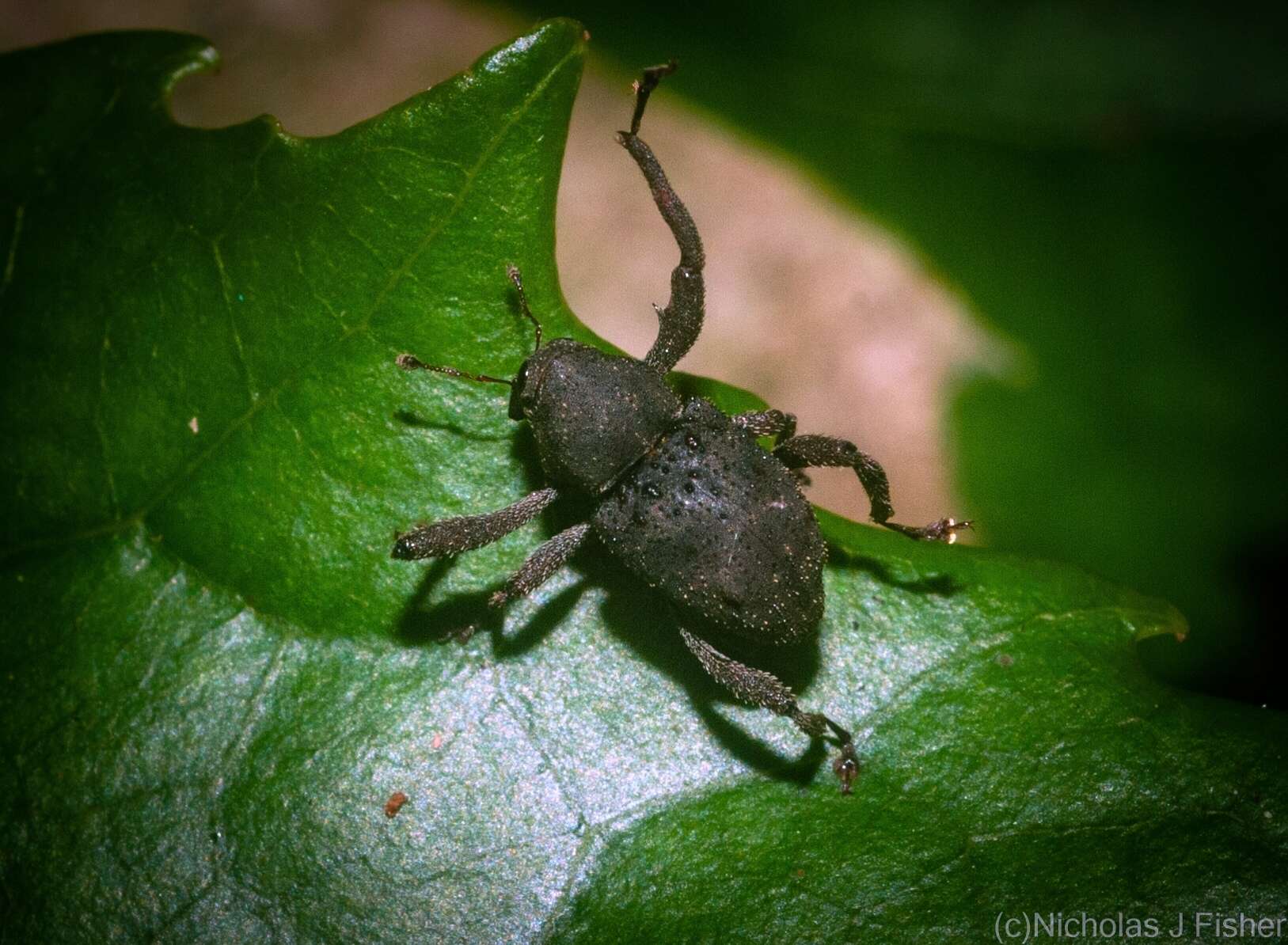 Imagem de Eufaustia mirabilis Lea 1912