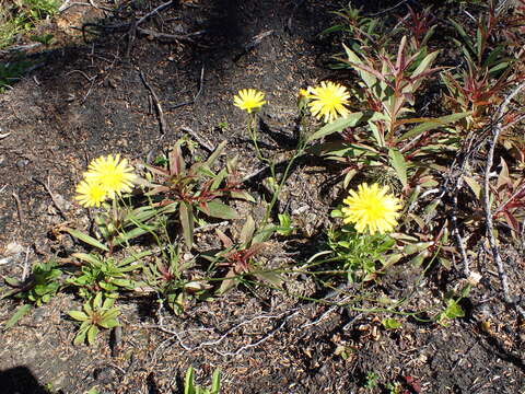 Image of narrowleaf hawksbeard