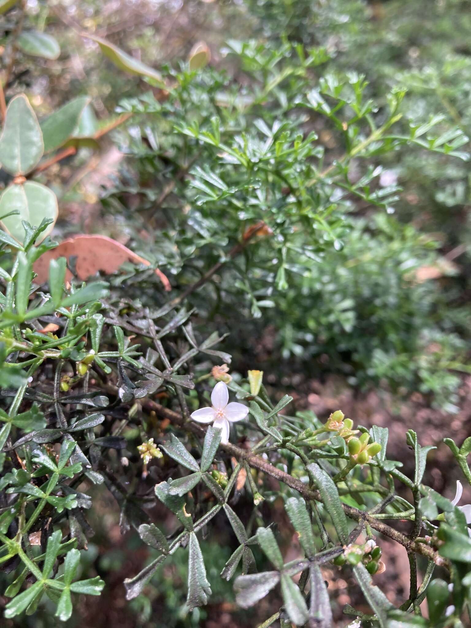 Image of Cyanothamnus anemonifolius subsp. variabilis