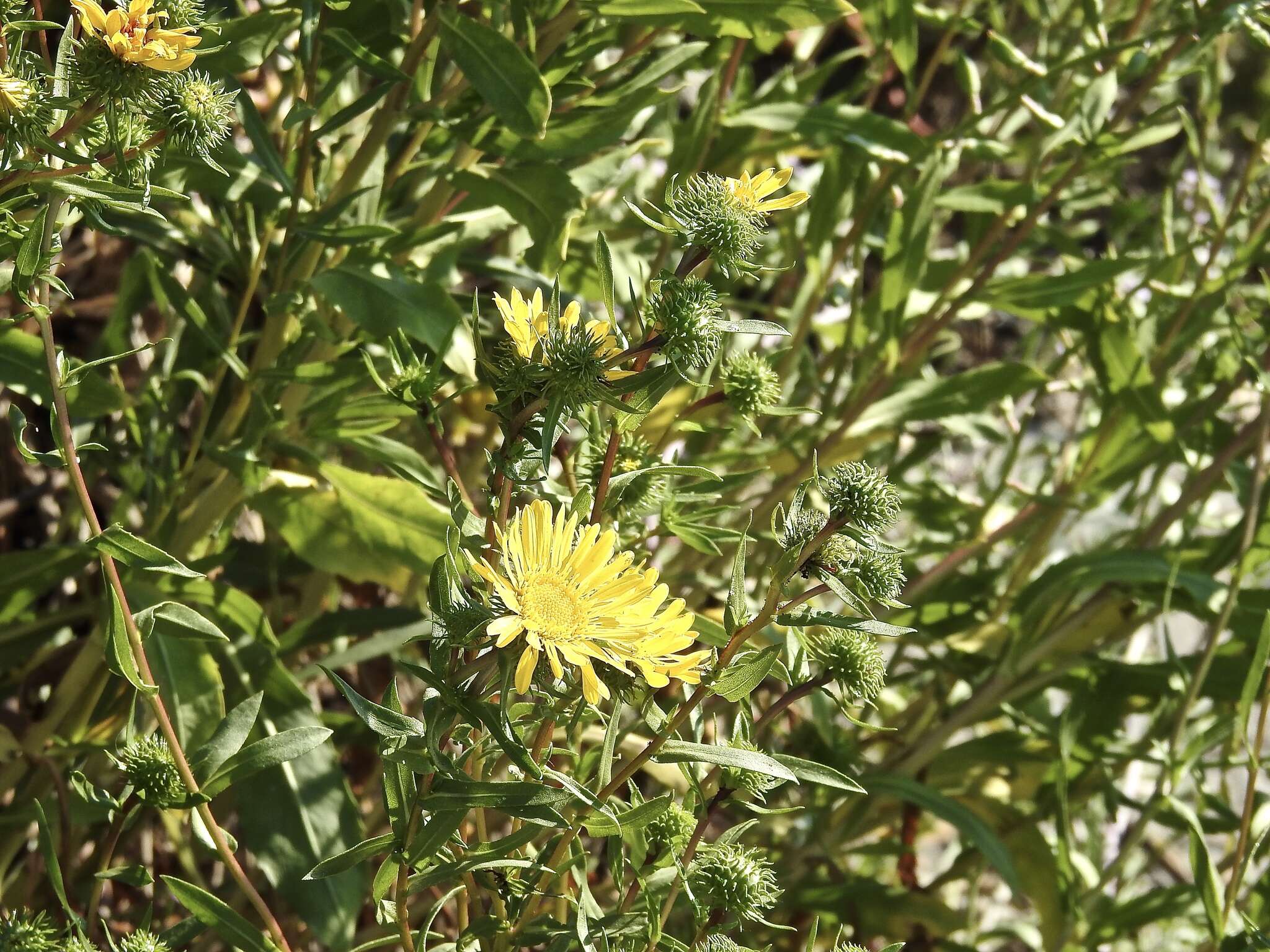 Image of Entire-leaved Gumweed