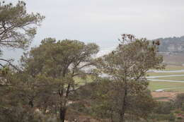 Image of Torrey pine