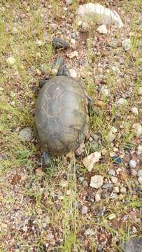 Image of Alamos Mud Turtle