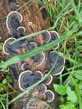 Image of Trametes cingulata Berk. 1854