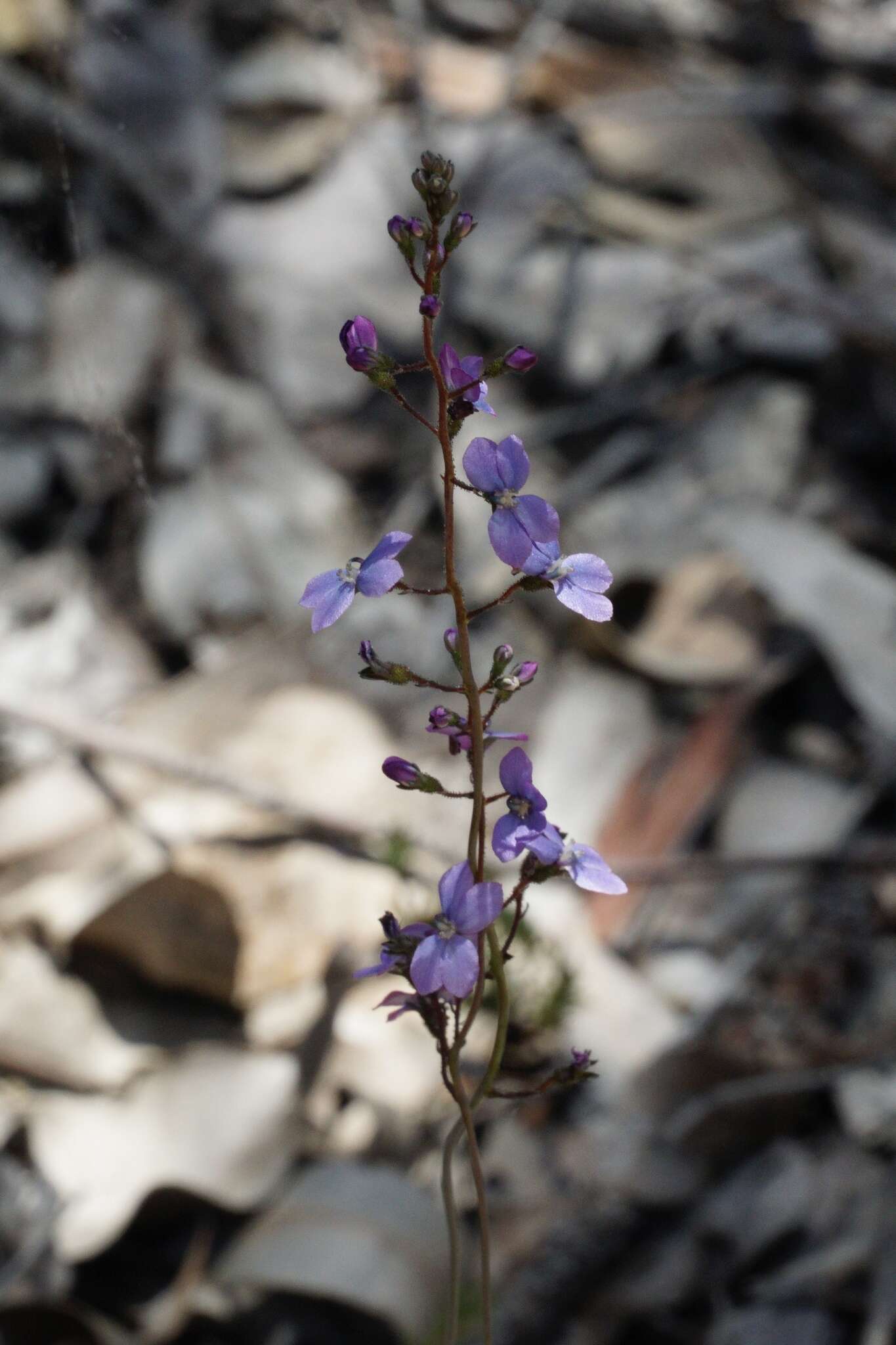 Image de Stylidium amoenum R. Br.