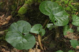 Image of Asarum europaeum subsp. caucasicum (Duchartre) Soo