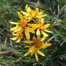 Image of Ligularia sibirica subsp. arctica (Pojark.) V. G. Sergienko