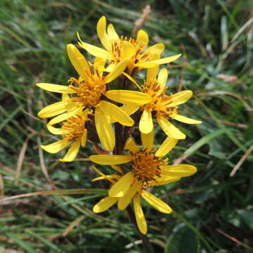 Image of Ligularia sibirica subsp. arctica (Pojark.) V. G. Sergienko