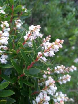 Image of Gaultheria ulei Sleum.