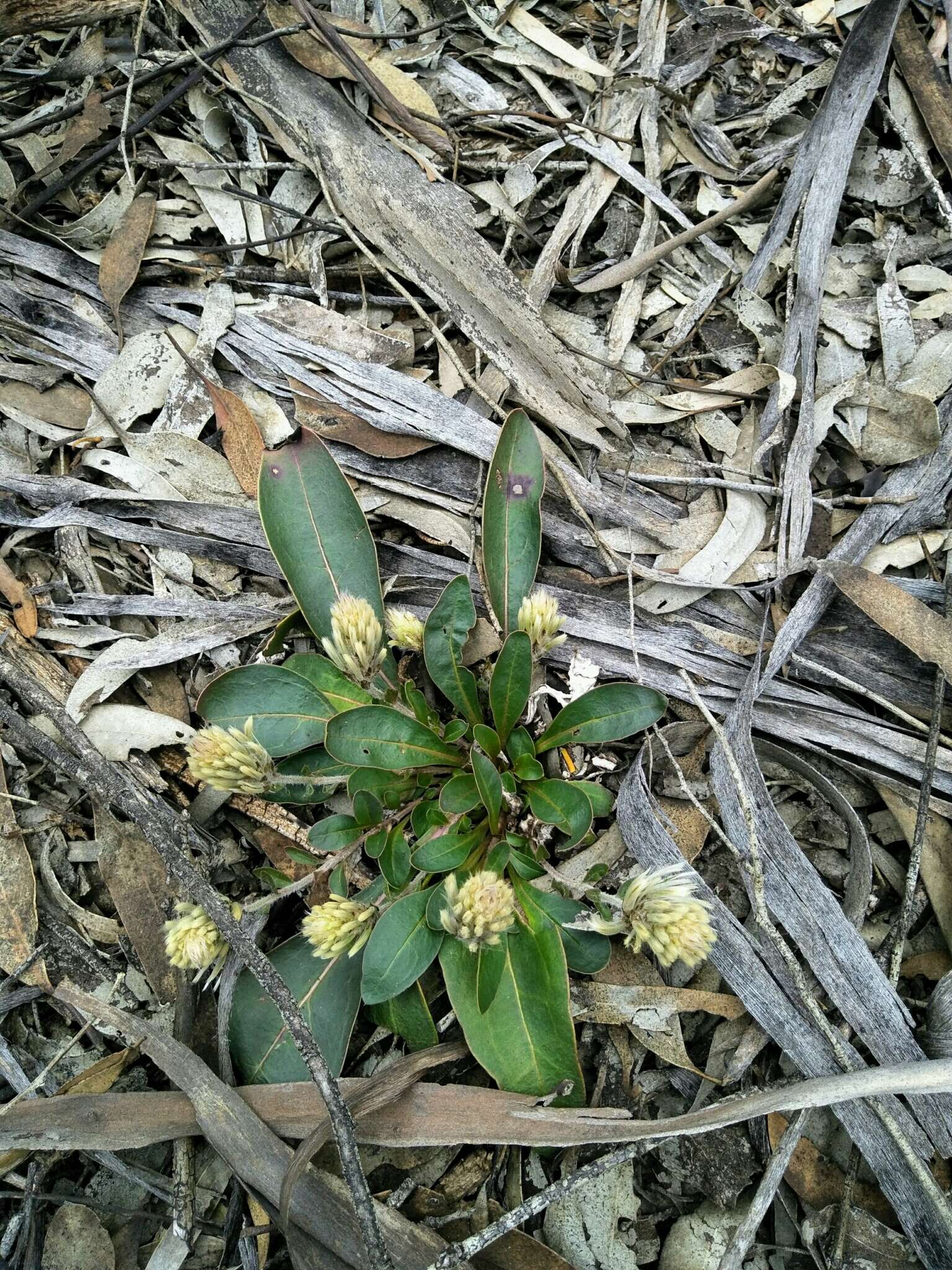 Image of Ptilotus seminudus (J. M. Black) J. M. Black