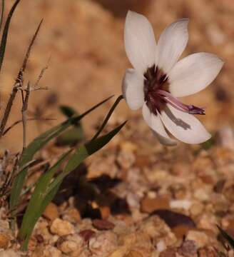 Image of Geissorhiza tulbaghensis F. Bolus