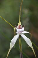 Image of Graceful spider orchid