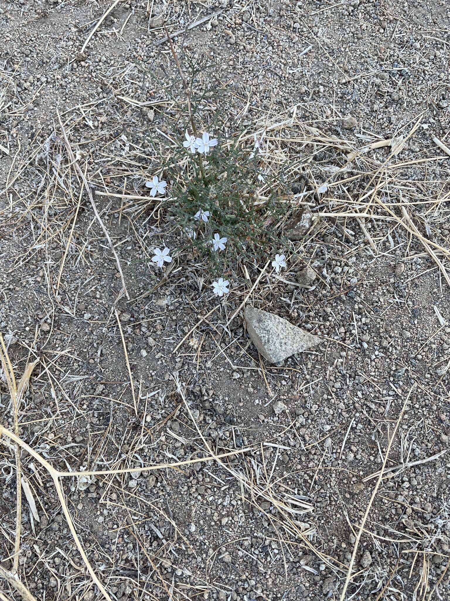 Sivun Stephanomeria exigua subsp. deanei (J. F. Macbr.) Gottlieb kuva