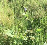 Image of Tropical Pickerelweed