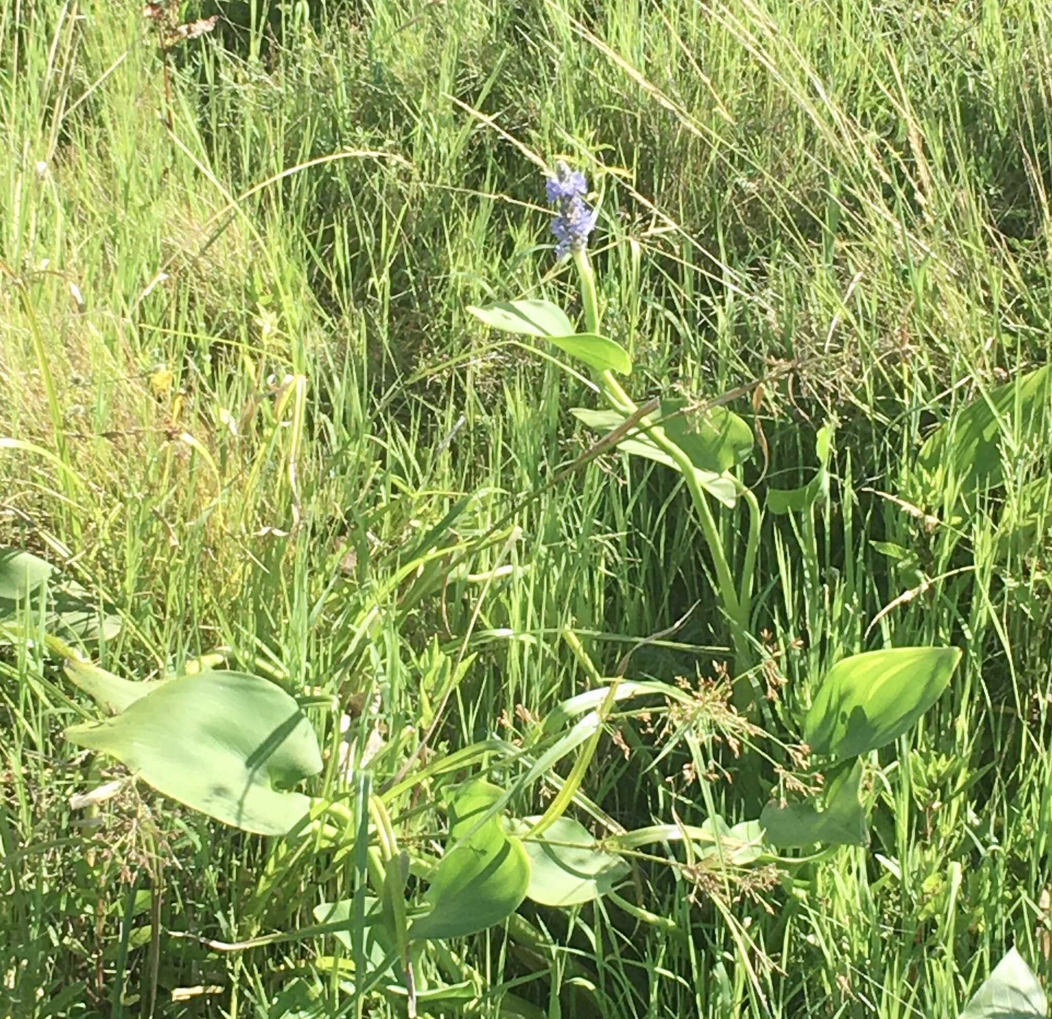 Image of Tropical Pickerelweed