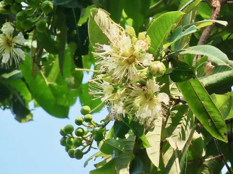 Duabanga grandiflora (Roxb. ex DC.) Walp. resmi