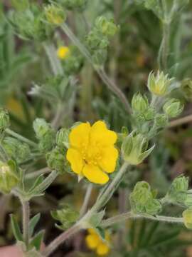 Image of silkyleaf cinquefoil