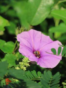 Слика од Ipomoea ficifolia Lindl.