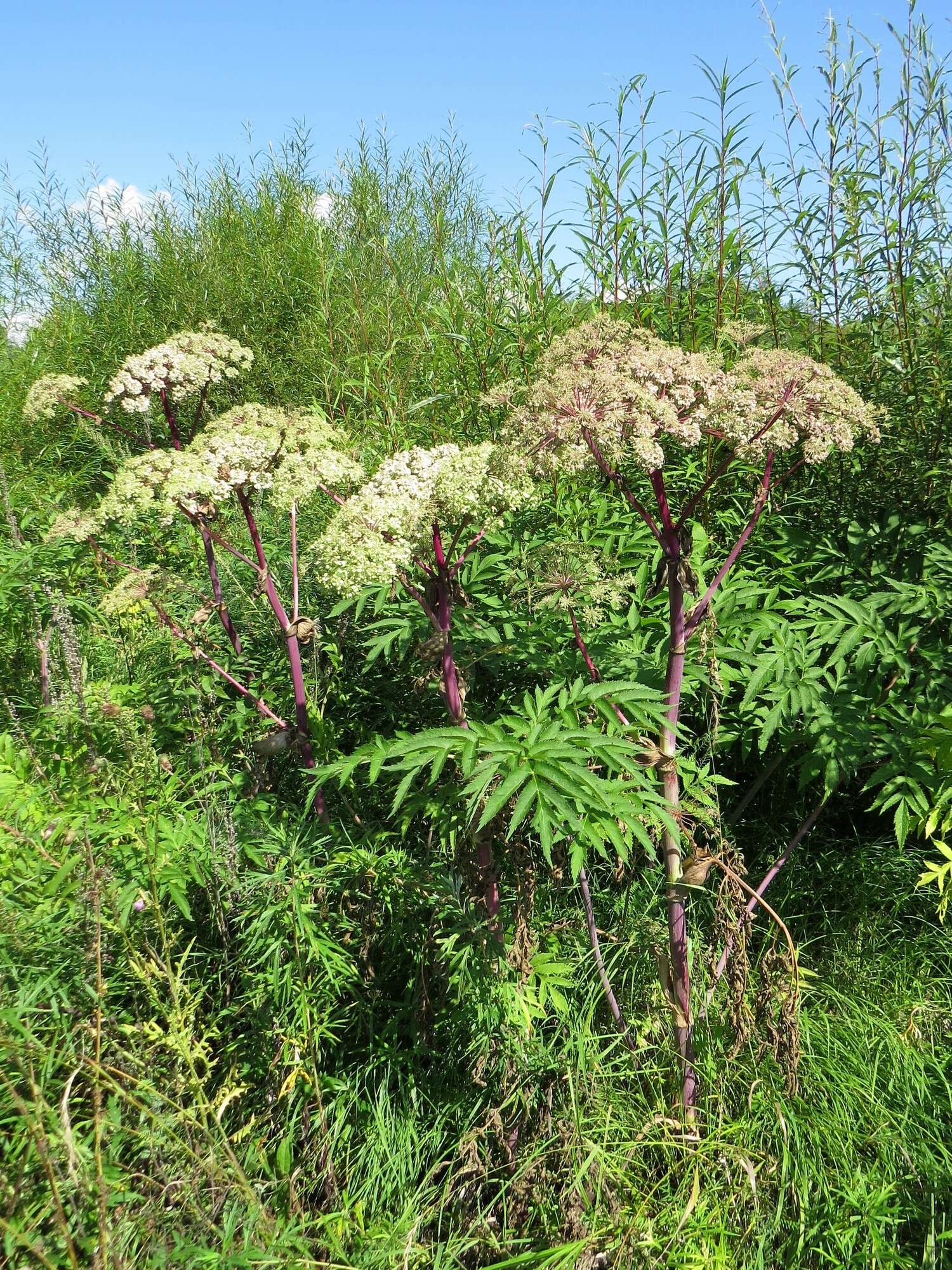 Image of Angelica dahurica (Fisch. ex Hoffm.) Benth. & Hook. fil. ex Franch. & Savat.