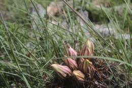 Image of Coryphantha georgii Boed.