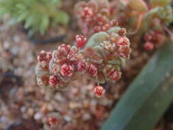 Crassula umbellata Thunb. resmi