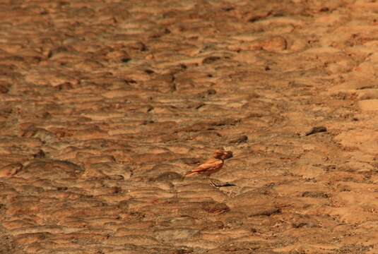 Image of Bar-tailed Desert Lark