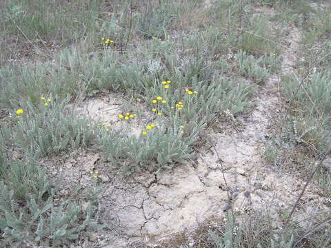 صورة Tanacetum millefolium (L.) Tzvel.