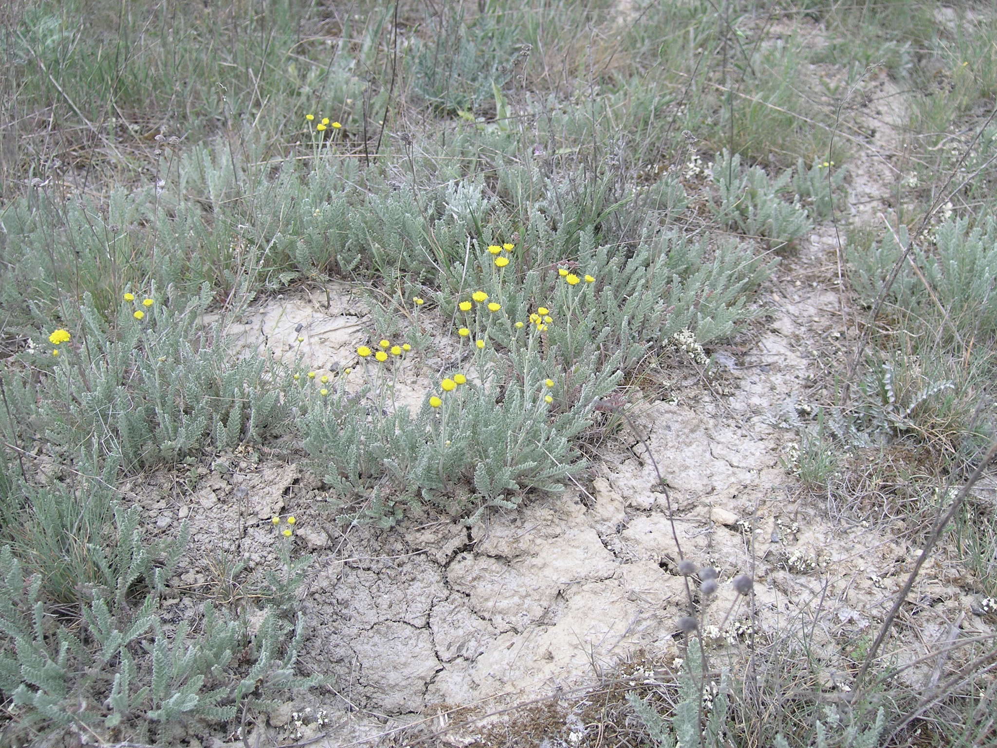 Image of Tanacetum millefolium (L.) Tzvel.