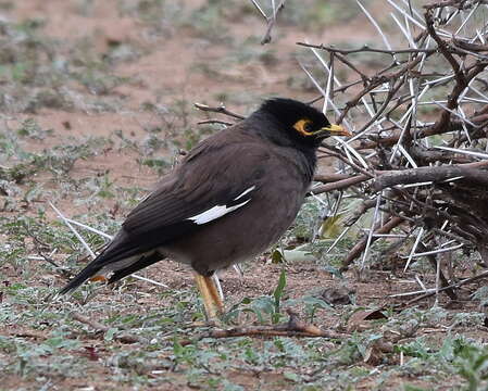 Image of Acridotheres tristis tristis (Linnaeus 1766)