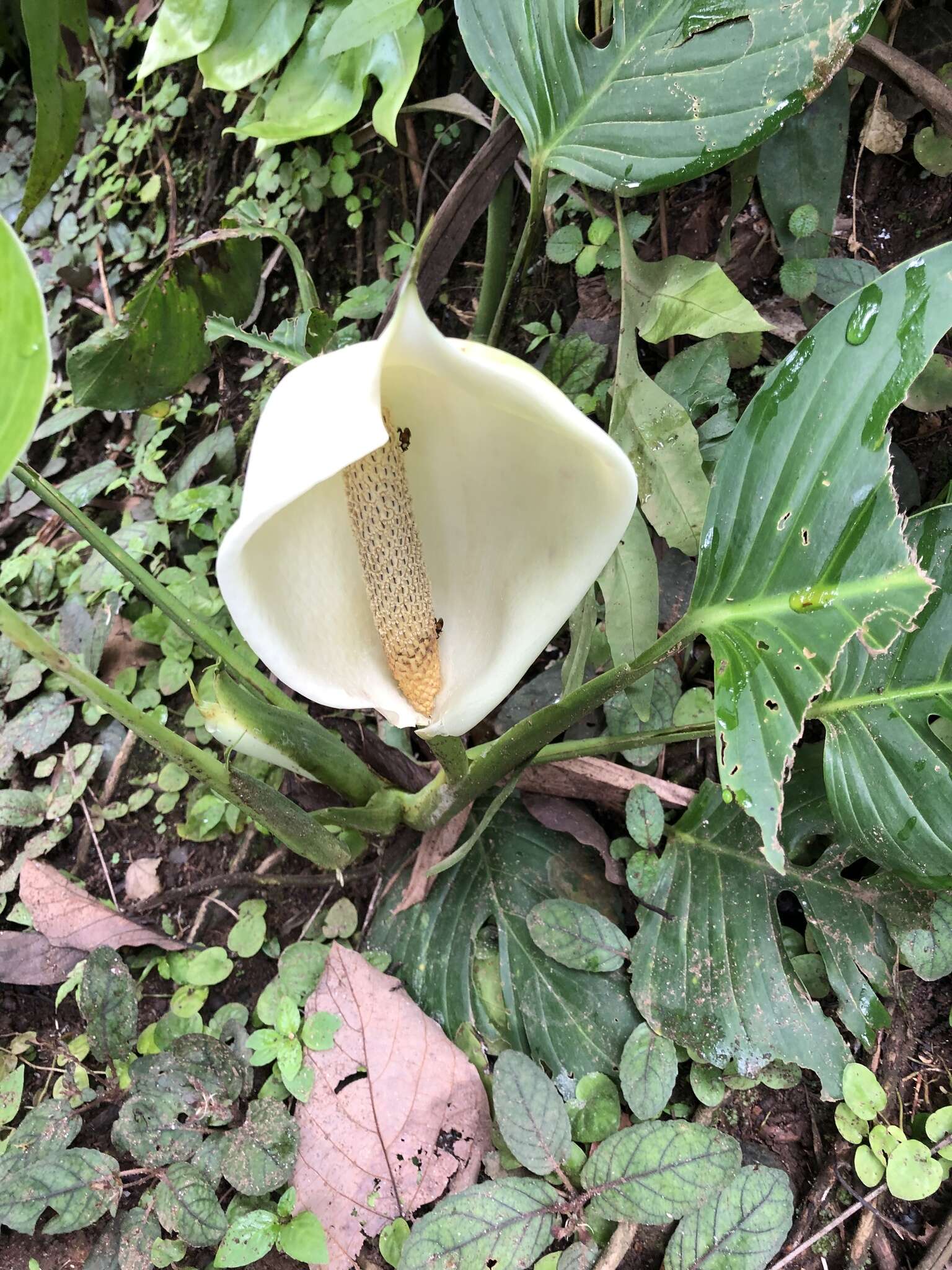 Image of Adanson's monstera