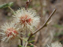 Image of Graham's mimosa