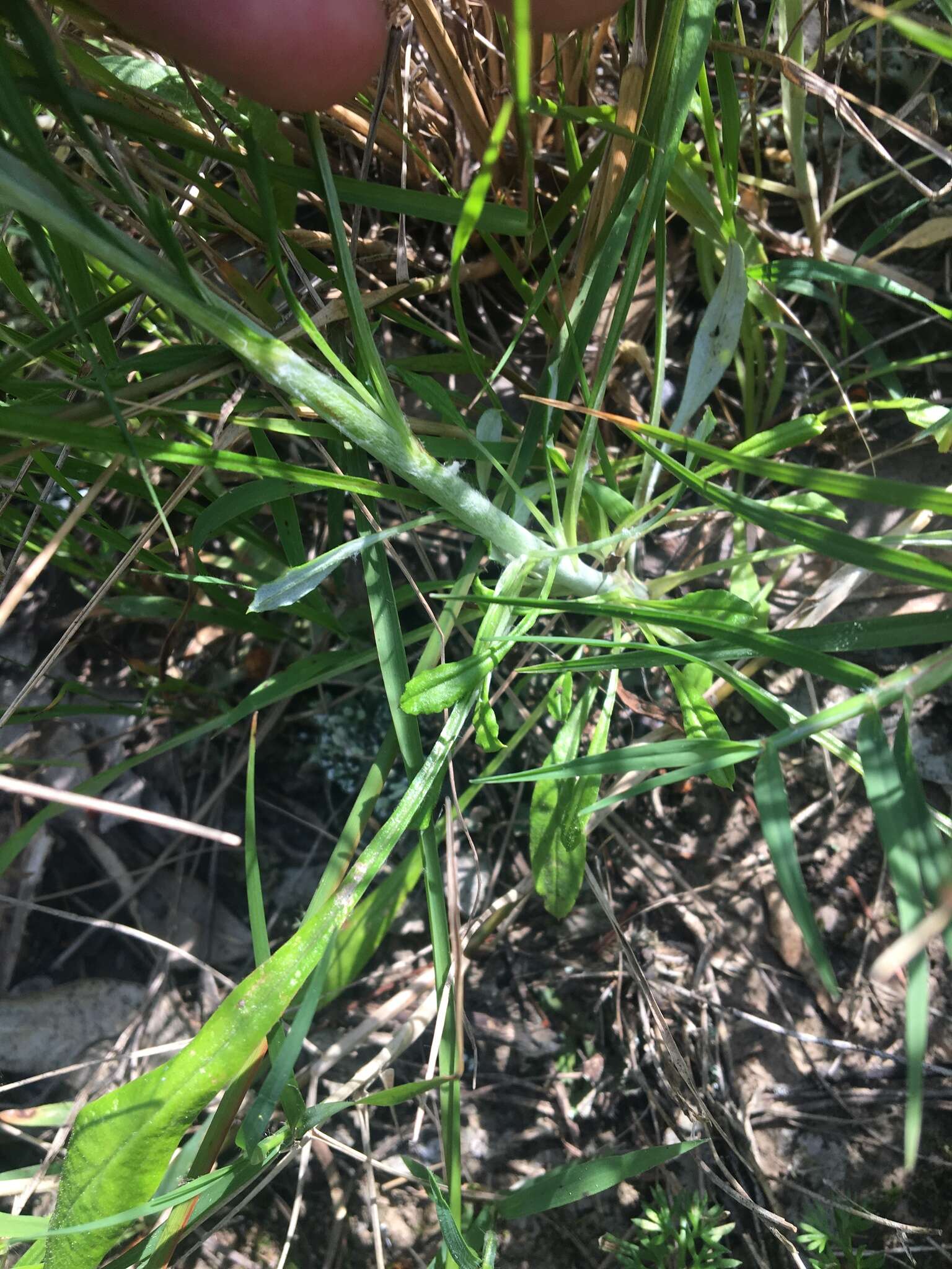 Image of tropical creeping cudweed